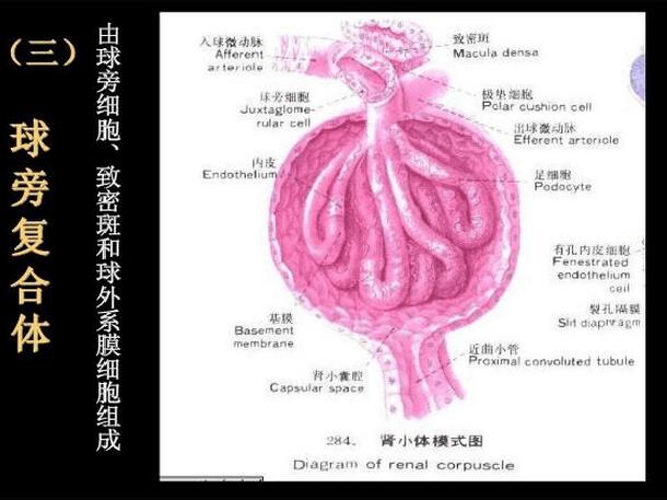 【课件】肾脏切片he染色讲解