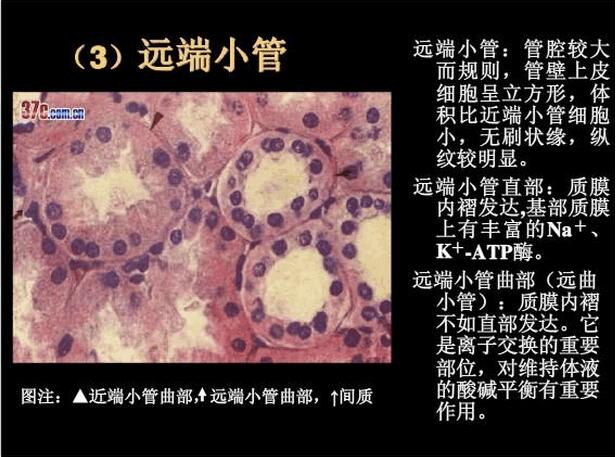 【课件】肾脏切片he染色讲解