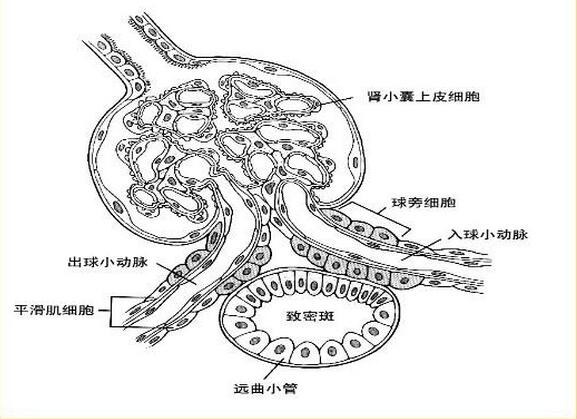 【课件】肾脏切片he染色讲解