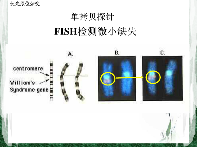 课件荧光原位杂交