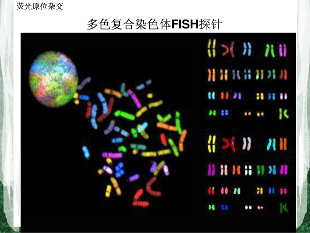 【课件】荧光原位杂交