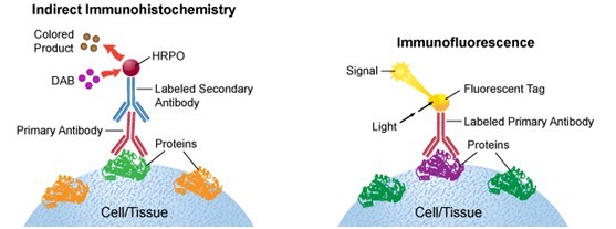 "分子形态学"(molecularmorphology)等新概念就反映了以免疫组化为