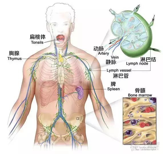 淋巴结通过淋巴管道相连遍布全身,颈部,腹部,腋窝,腹股沟等可见淋巴群