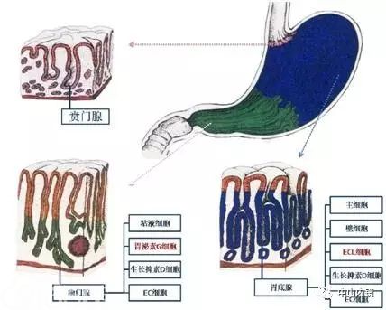 胃底腺包括:主细胞,壁细胞,肠嗜铬样细胞(ecl细胞),生长抑素d细胞,ec