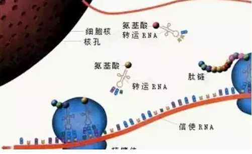 干货:肿瘤的分子病理诊断