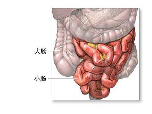 小肠分组六组图片