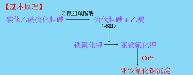 酶组织化学——胆碱酯酶显示法