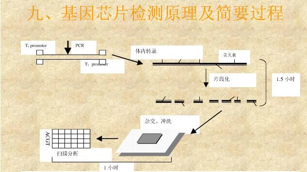 基因芯片技术简介