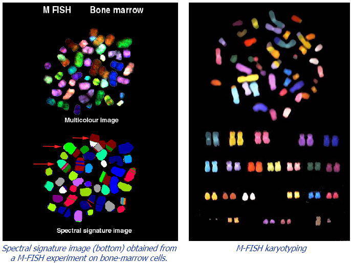 荧光原位杂交技术