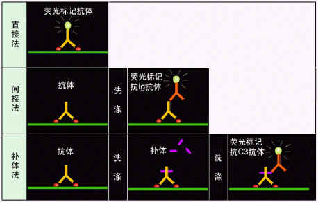 免疫荧光原理图片