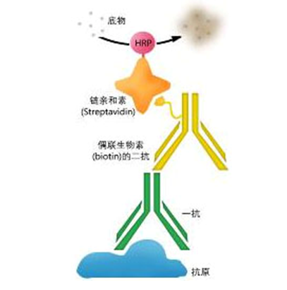 免疫组化的局限性 病理技术 官网