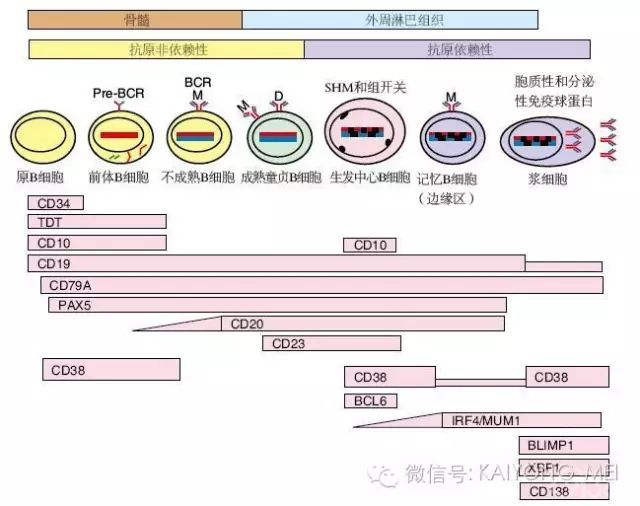 淋巴瘤病理诊断基础