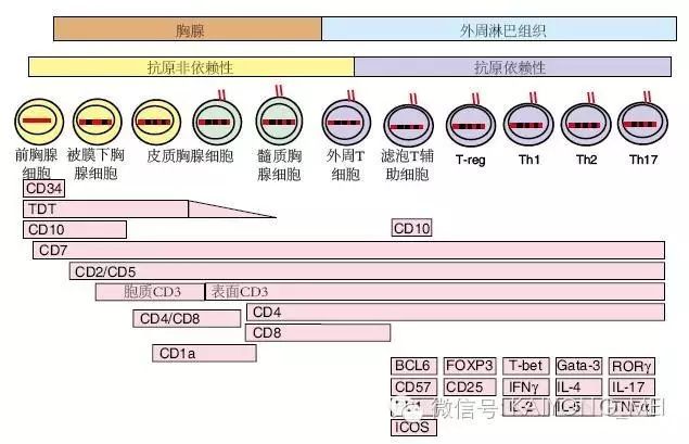 淋巴瘤病理诊断基础