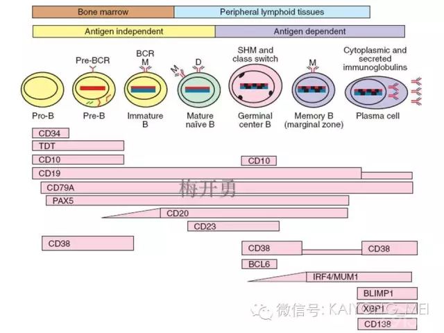 淋巴瘤病理诊断基础