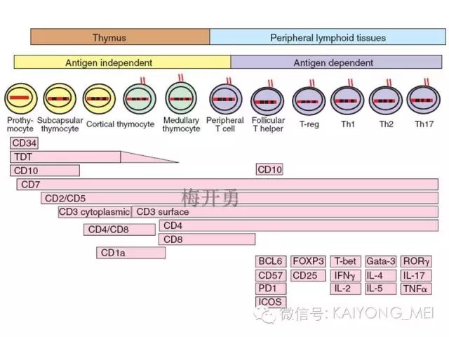 淋巴瘤病理诊断基础