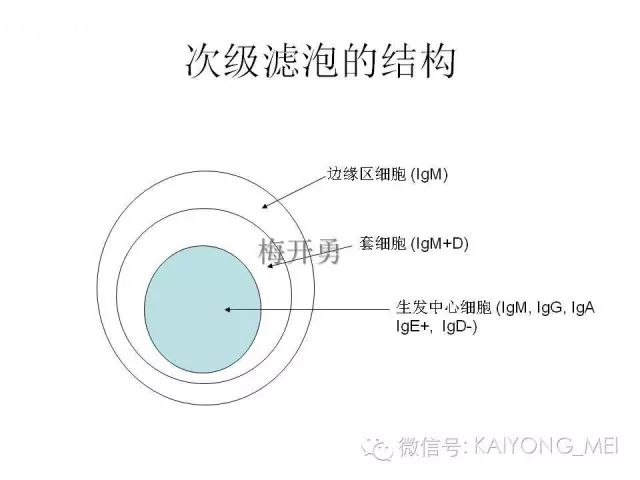 淋巴瘤病理诊断基础