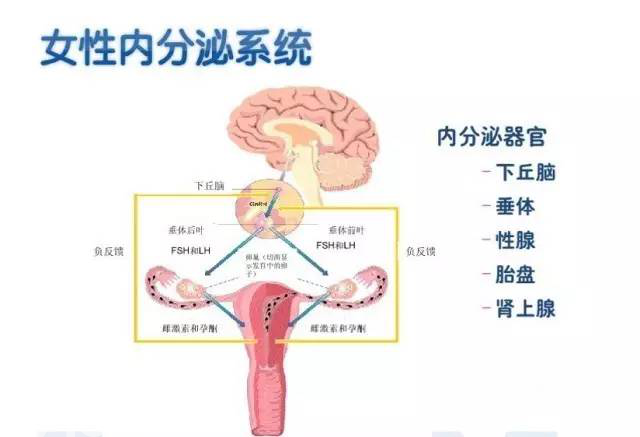 子宫内膜增生