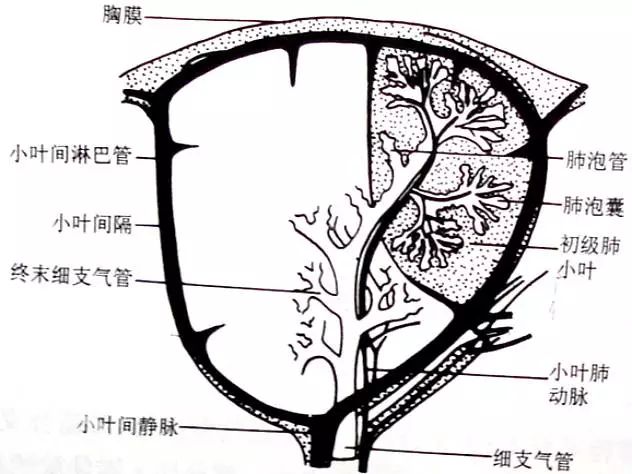 囊壁多小於3mm,囊壁間組織相對正常,瀰漫性分佈,無分佈規律; 4,血管