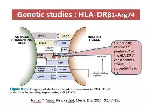 图1 HLA-DRβ链74位的精氨酸残基调节HT