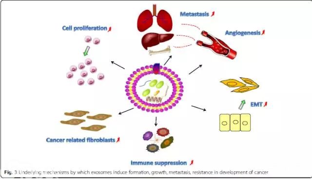 從發病機理到臨床應用:洞察外泌體在腫瘤轉移中的作用