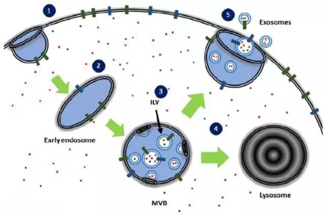 Exosome:小块头有大智慧