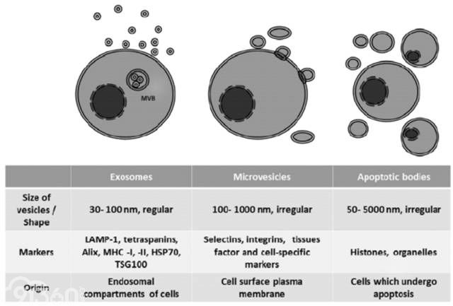 Exosome:小块头有大智慧