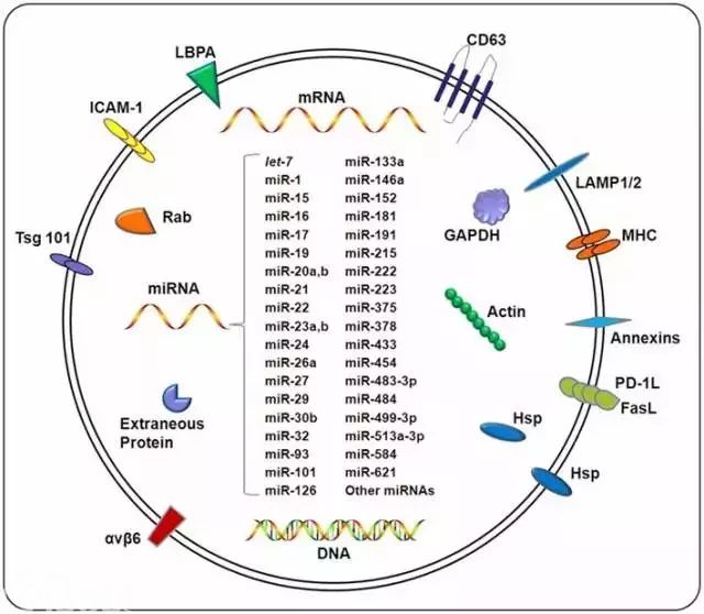 Exosome:小块头有大智慧