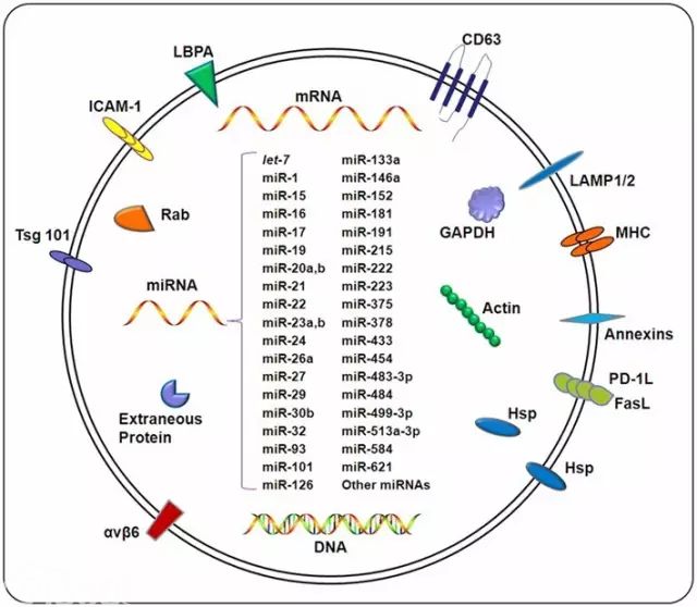 Exosome:小块头有大智慧