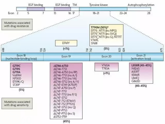 NSCLC中的EGFR突变